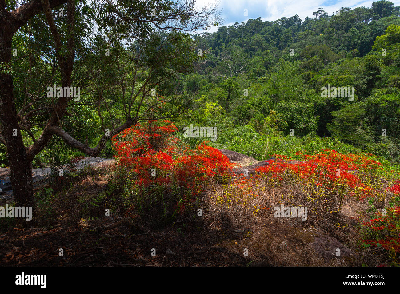 Red wild orchid or Renanthera coccinea Lour. Found in the deep area of Khao Yai National Park Pha Kluai Mai waterfall area Stock Photo