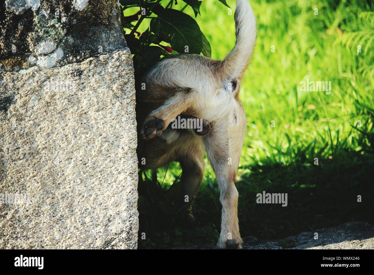 dog-urinating-on-wall-stock-photo-alamy