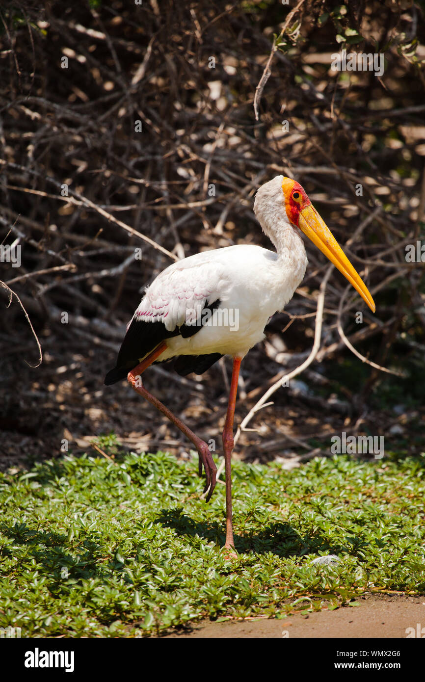 The obviously named yellow billed stork on the shore of Lake Nzerakera, Tanzania Stock Photo
