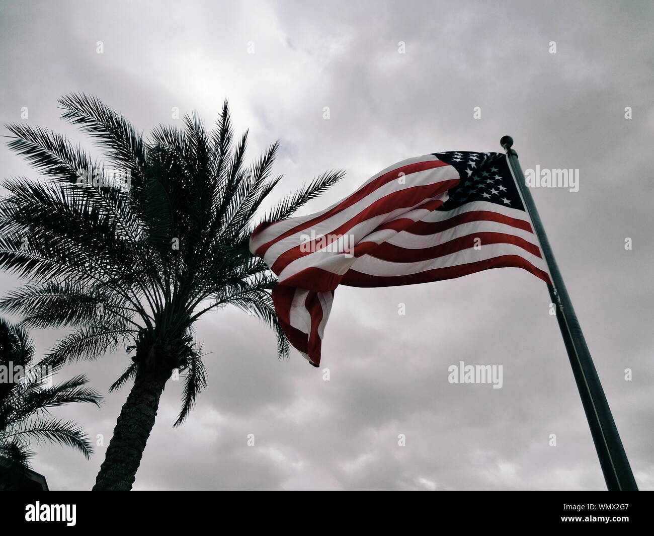 American flag palm tree hires stock
