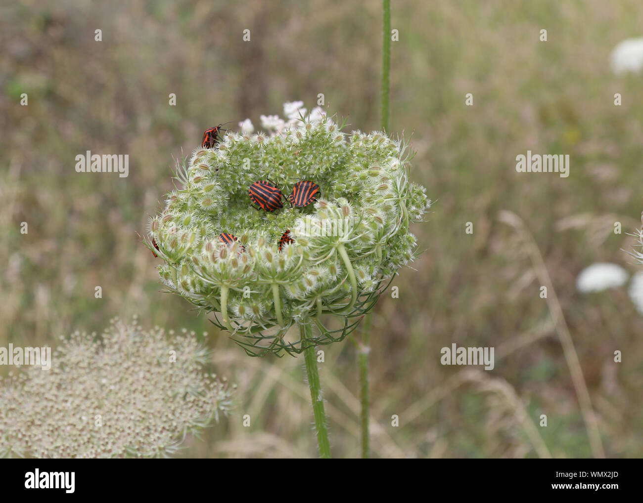Growing insects hi-res stock photography and images - Alamy