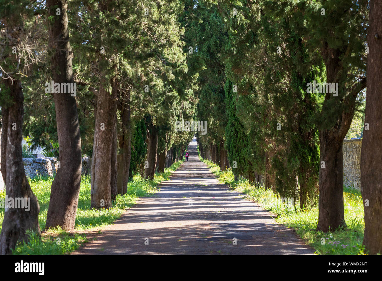 Italy, Apulia, Metropolitan City of Bari, Locorotondo. Tree-lined ...