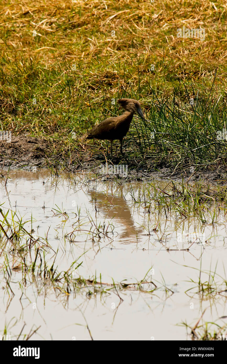 Hamerkop (Scopus umbretta). Busanga Plains. Kafue National Park. Zambia Stock Photo