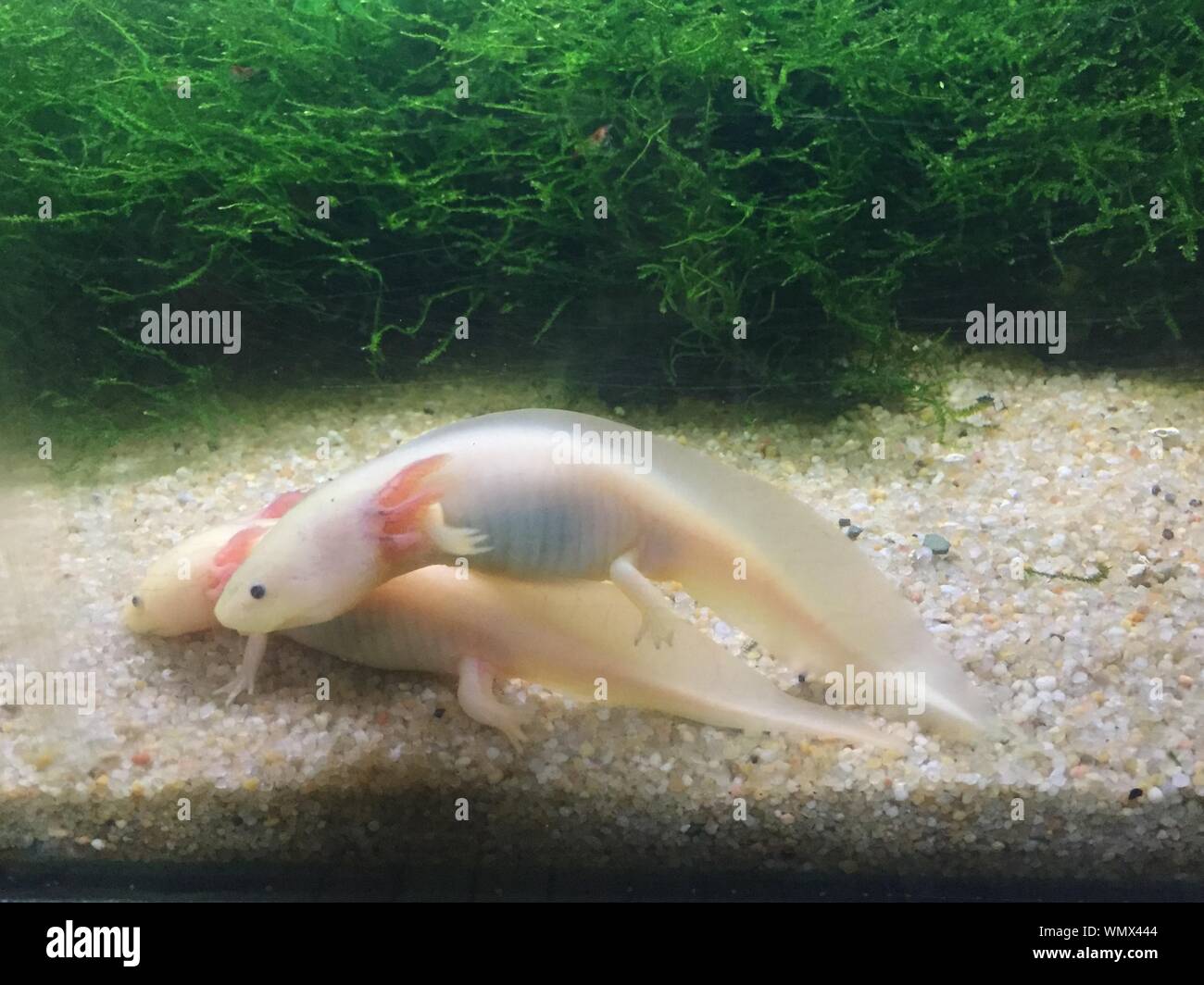 Salamander Fish High Resolution Stock Photography And Images Alamy Salamander Fish High Resolution Stock Photography And Images Alamy