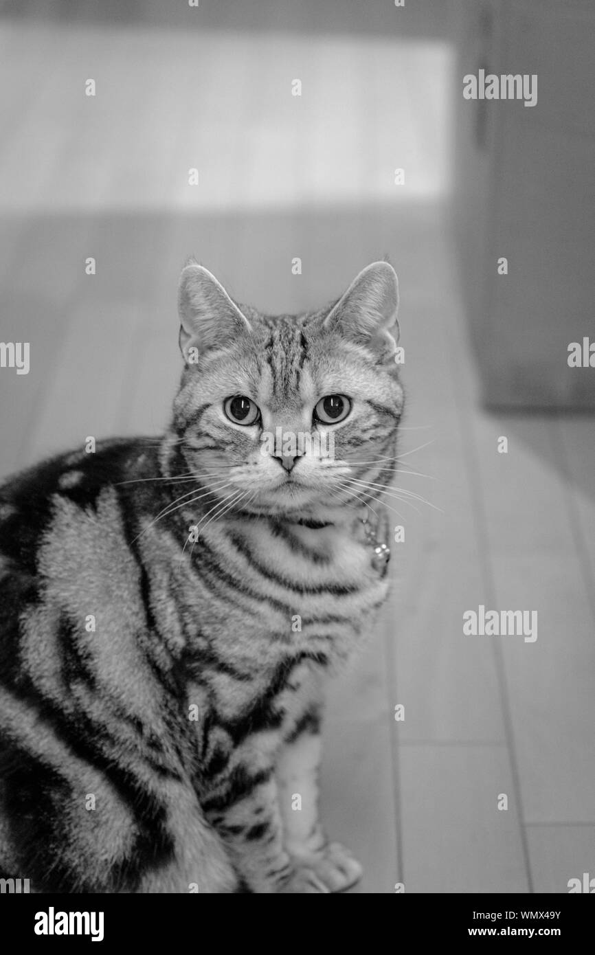 Portrait cat sitting tiled floor cat hires stock photography and