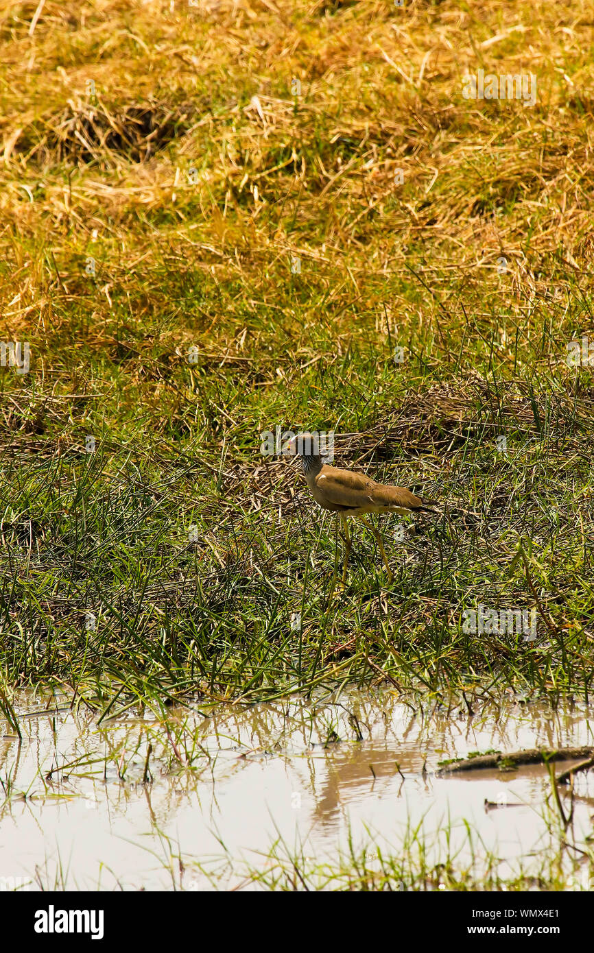 Wattled plover(Vanellus senegallus). Busanga Plains. Kafue National Park. Zambia Stock Photo