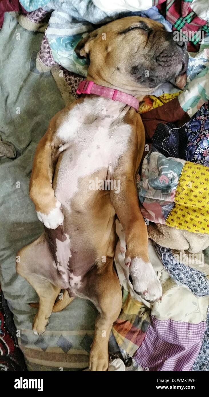 Dog Sleeping In Bed Stock Photo - Alamy