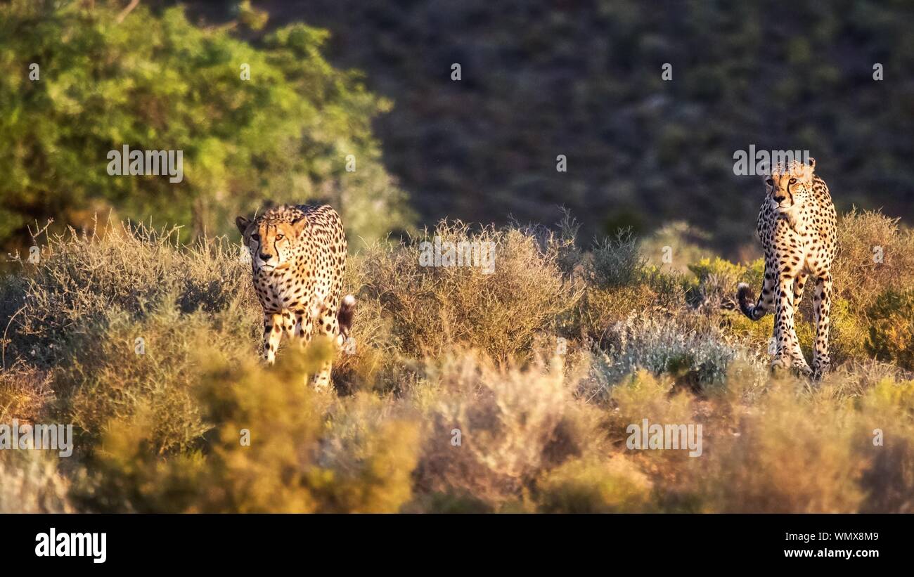 Cheetahs Walking On Grassy Field At Sanbona Wildlife Reserve Stock Photo