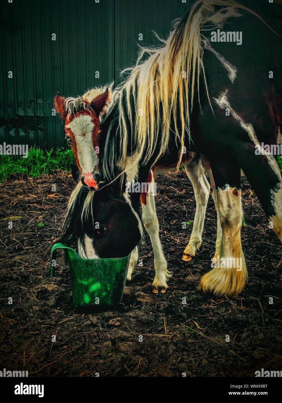 Female Horse Eating Food In Bucket Stock Photo Alamy