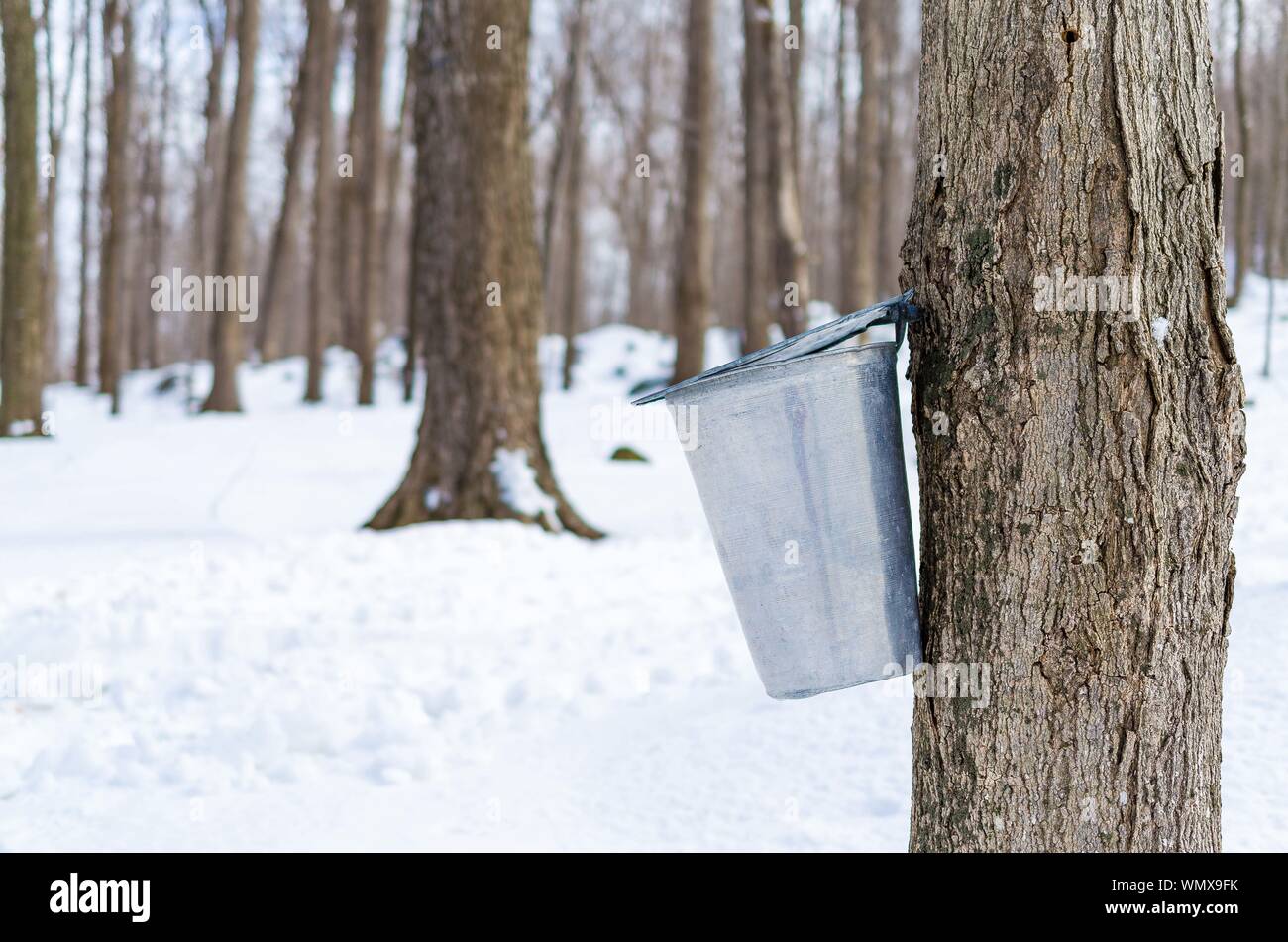 Maple tree sap hires stock photography and images Alamy