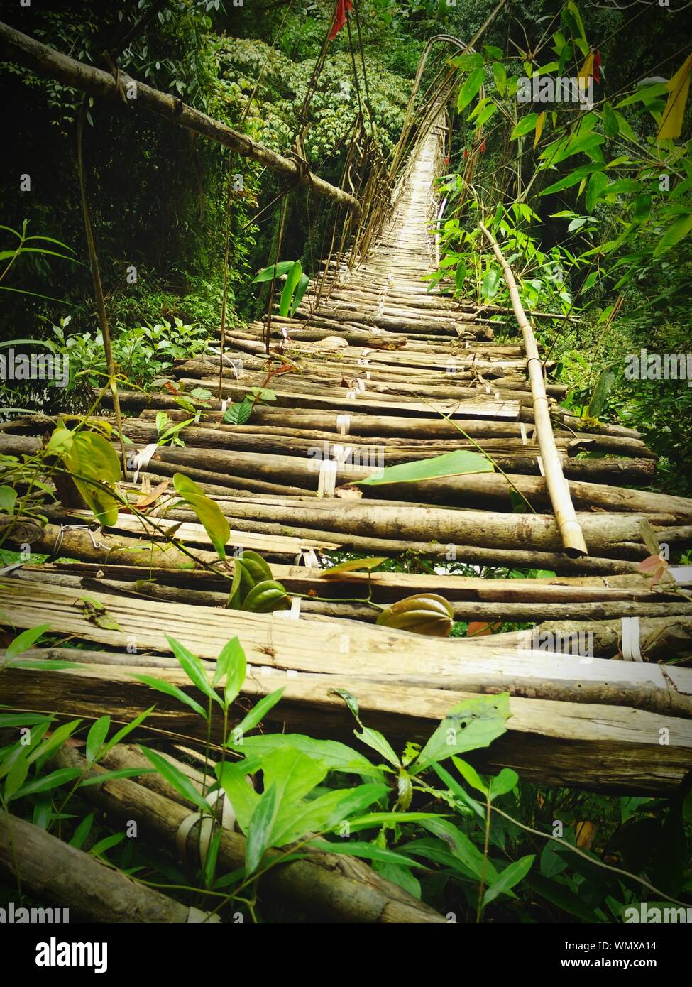 View Of Bamboo Trees Stock Photo Alamy