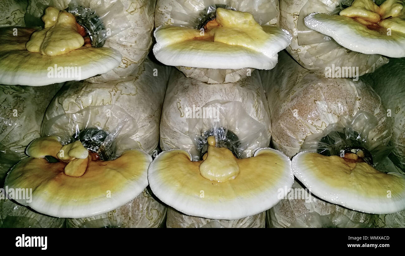 Plastic eating mushroom hires stock photography and images Alamy