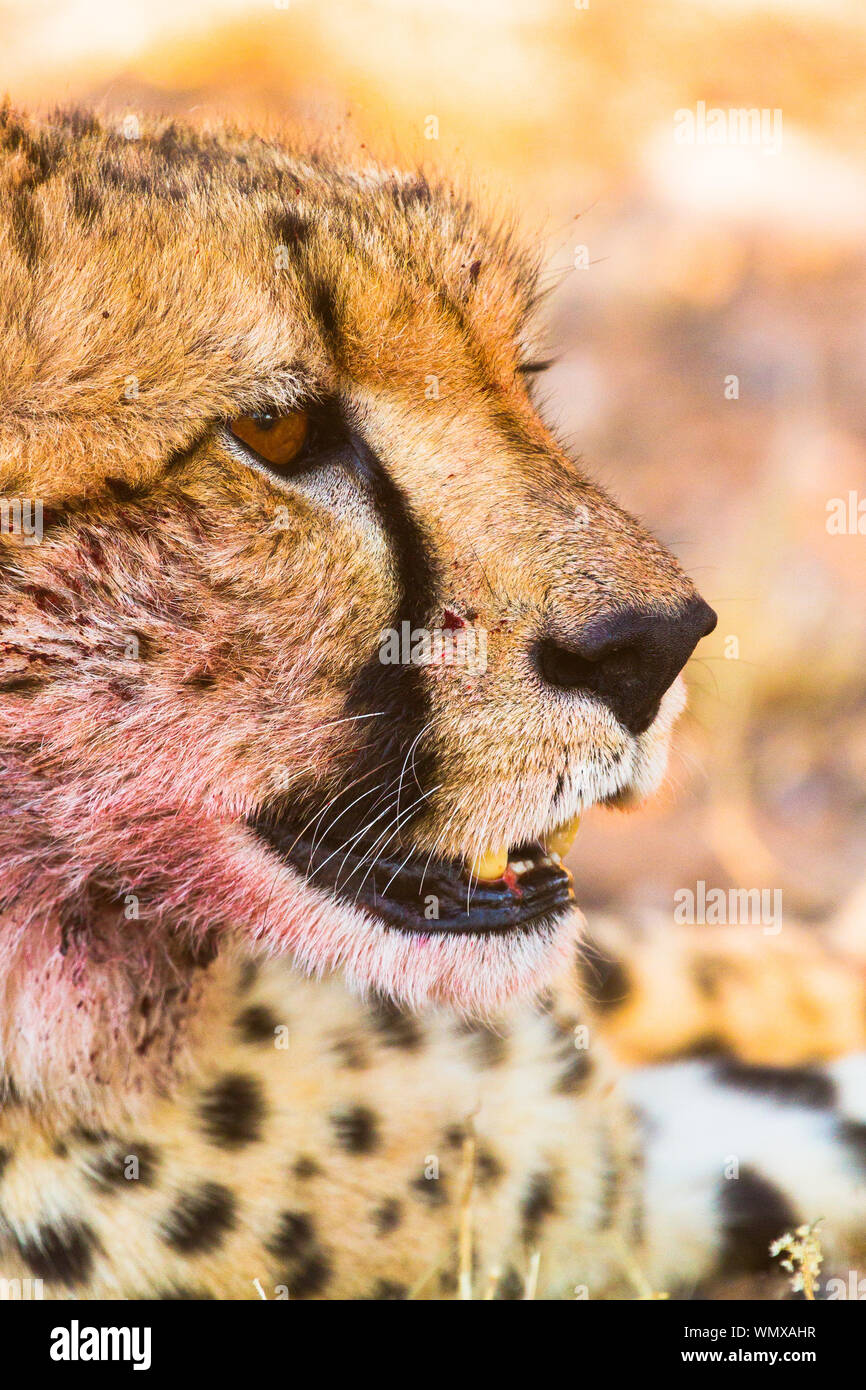 In the late afternoon sun, a docile cheetah might look like a beautiful tame cat, but her blood stained fur tells another story Stock Photo