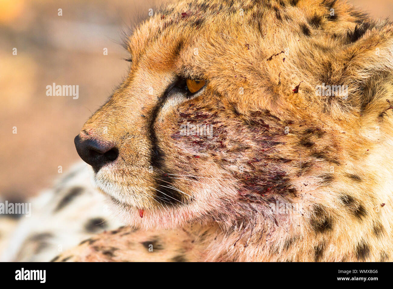 Portrait of a cheetah post-meal, resting near the kill, scanning the horizon. Stock Photo