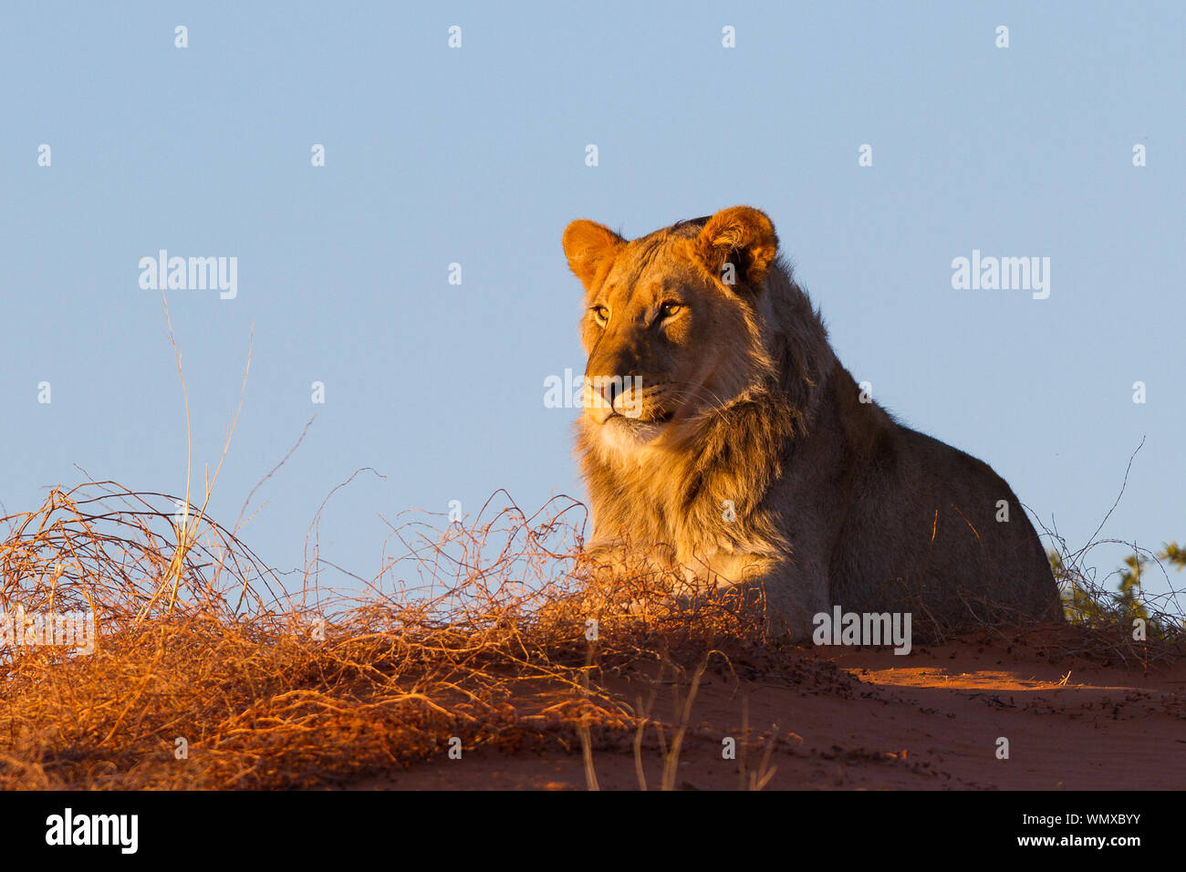 A male lion rests atop the red dunes of the Kalahari. Stock Photo