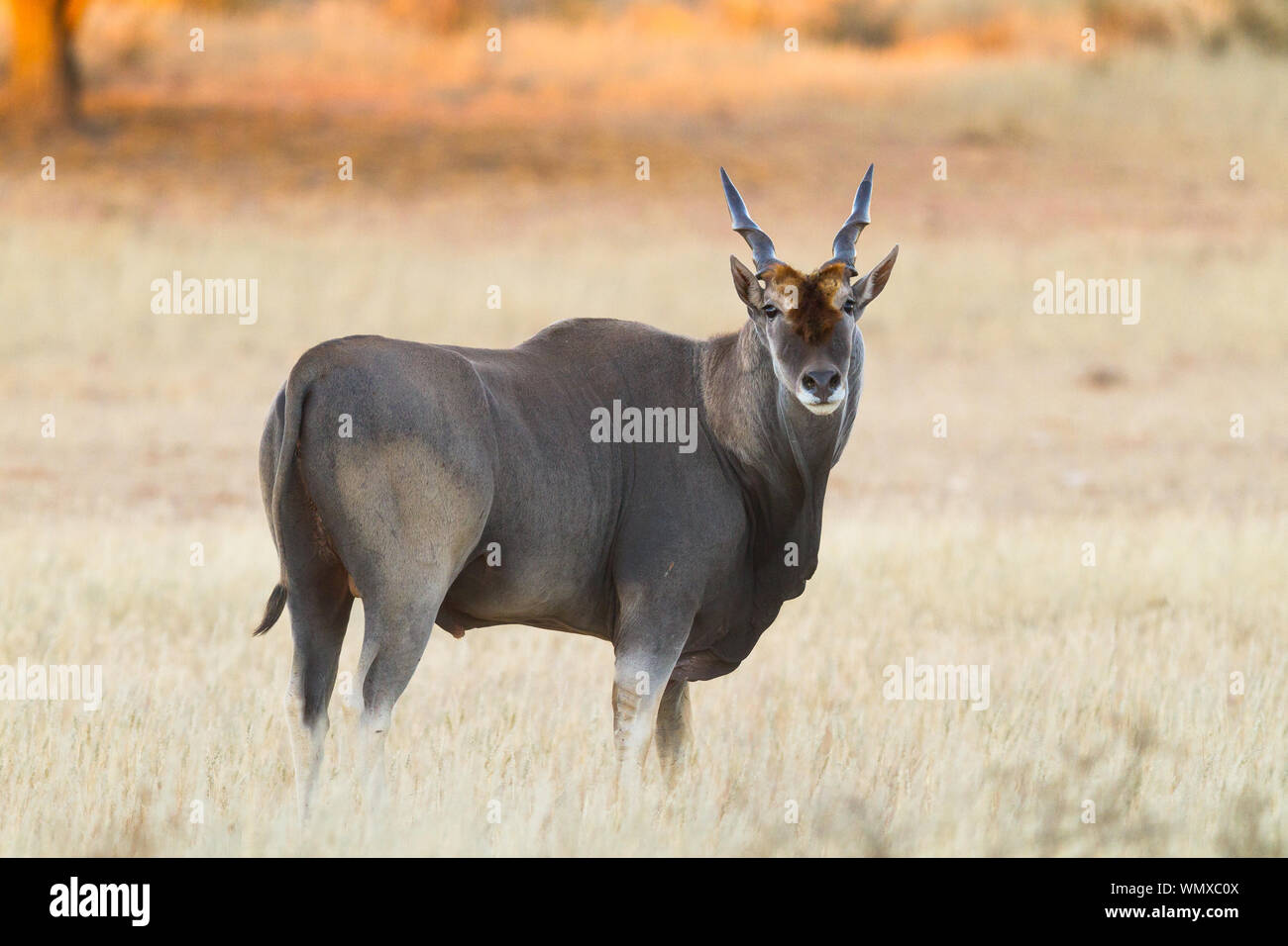 A lone eland rambles up the dry Auob riverbed, Kgalagadi Transfrontier Park, South Africa. Stock Photo