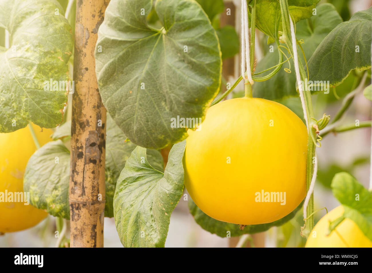 Yellow canary melon hires stock photography and images Alamy