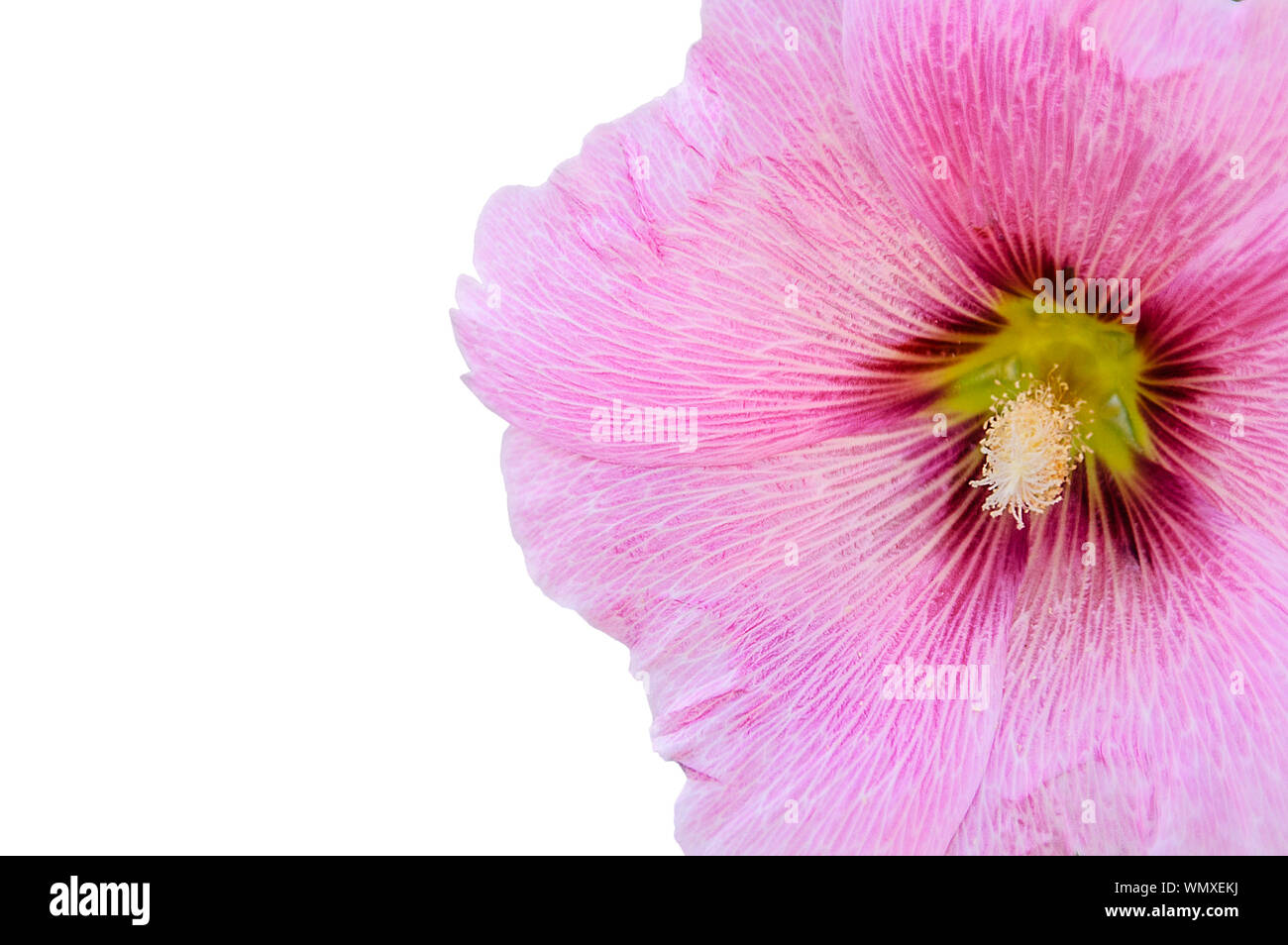 Pink bud close up. Malva arborea. White isolate. Stock Photo