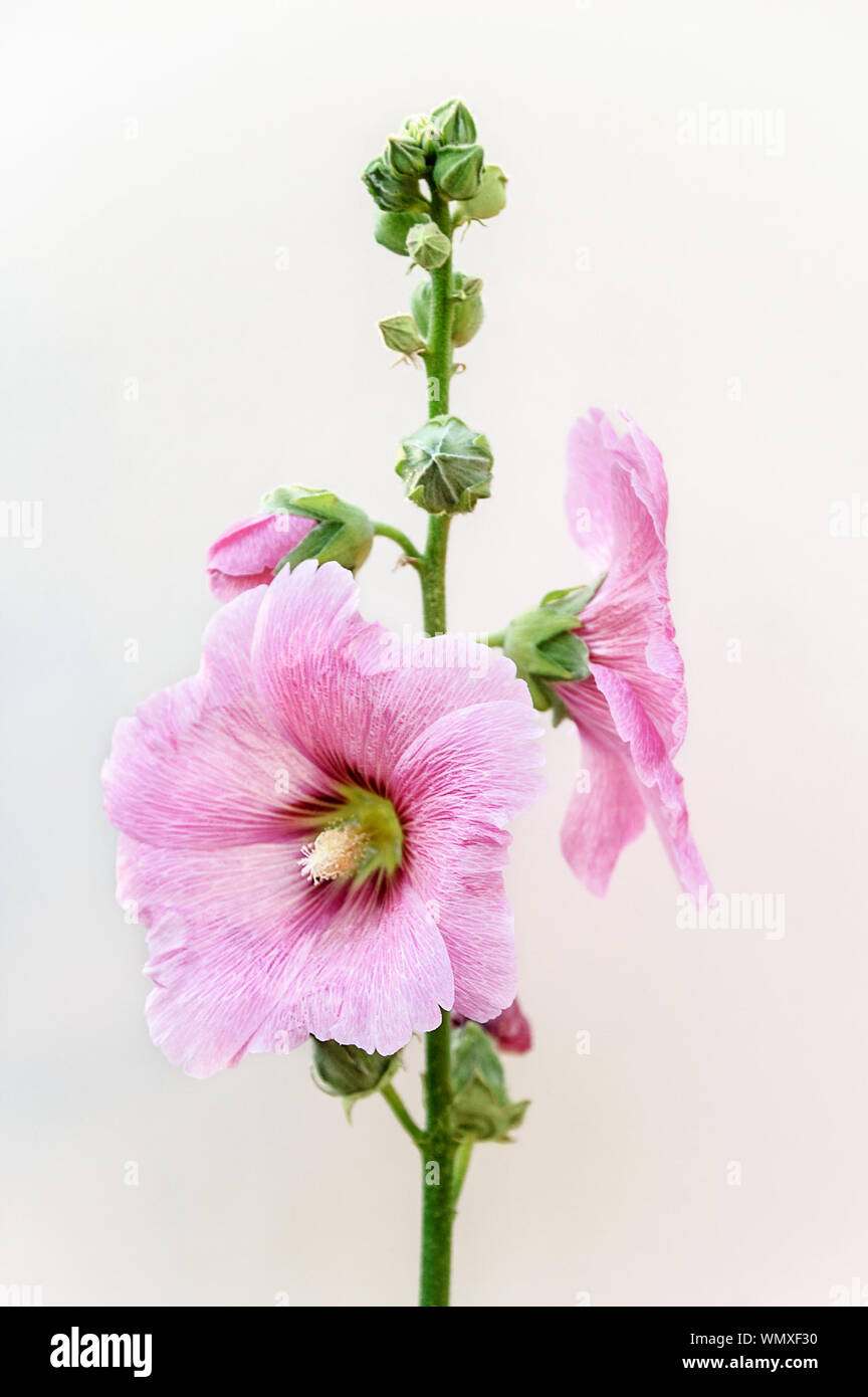 Pink flowers and buds. Lavatera arborea / Malva arborea / Malva eriocalyx.White background. Stock Photo