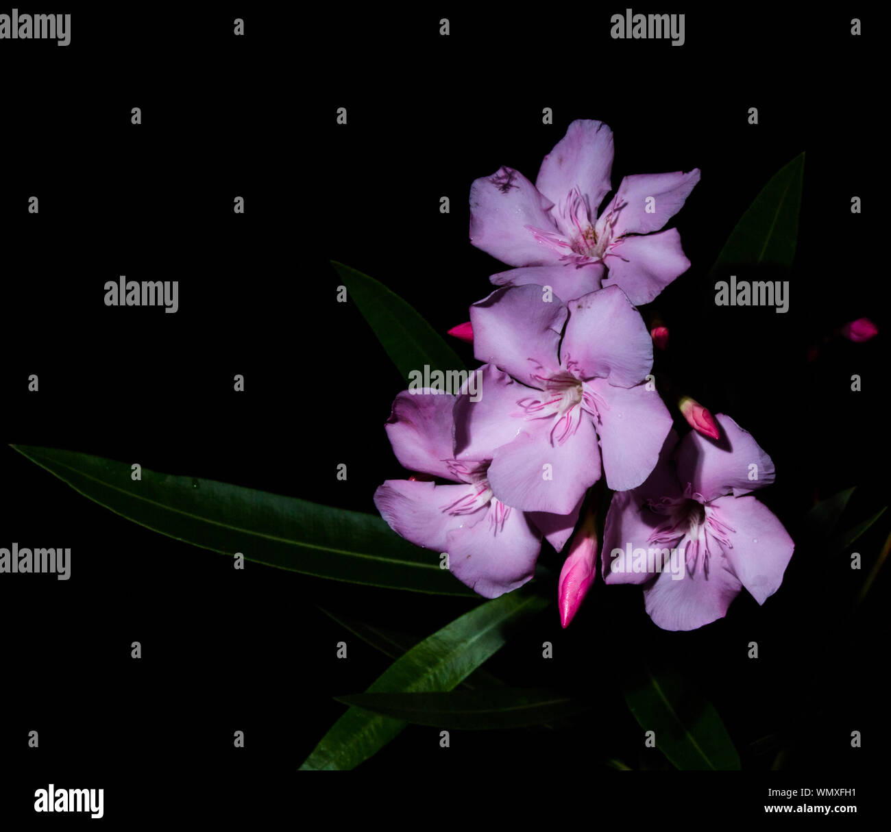 Close-up Of Pink Flowers Against Black Background Stock Photo
