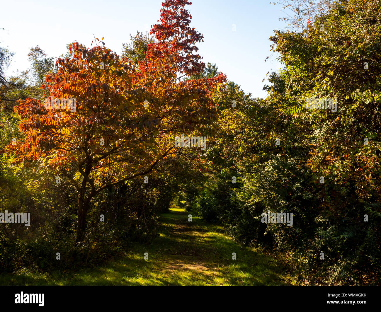 Season trees environment hi-res stock photography and images - Alamy