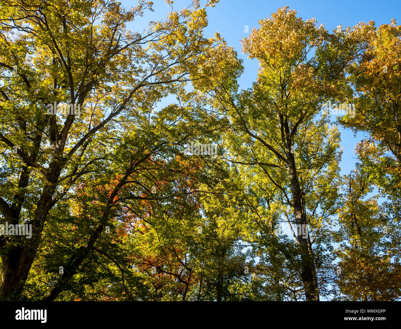 trees in the park with fall colors Stock Photo - Alamy