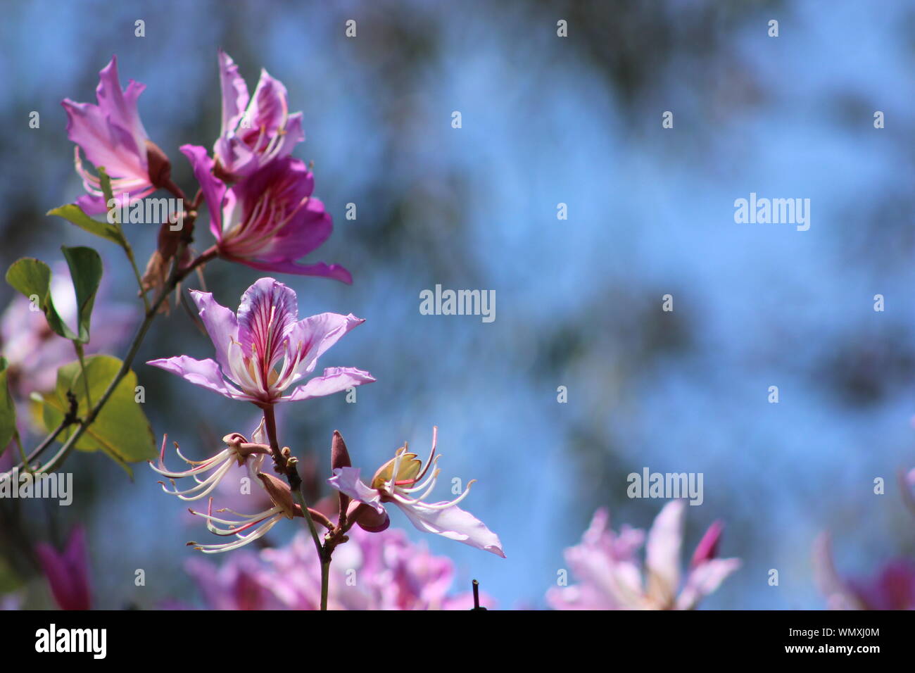Close up of beautiful pink flowers of the Hong Kong Orchid Tree (Bauhinia blakeana) in full spring bloom, nice bokeh background for copy space Stock Photo