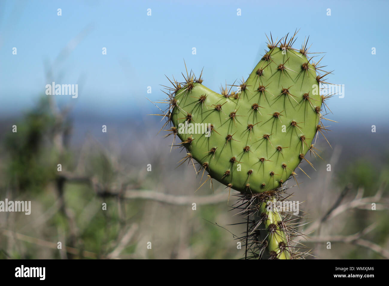 Close up of a heart shaped cactus leaf - possible concept for love of  hiking or thorny relationships Stock Photo - Alamy