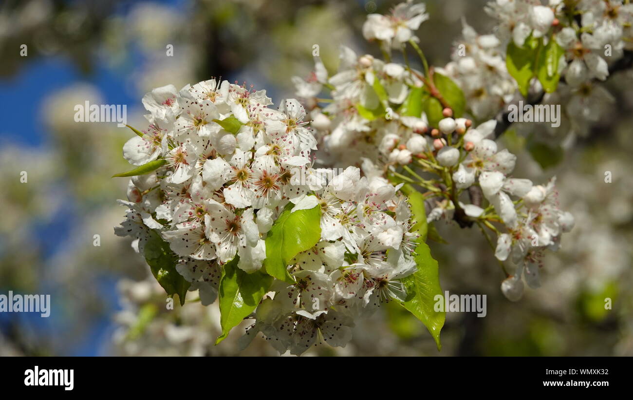 Close-up of buds and flowers of ornamental pear tree (Pyrus calleryana) in full spring bloom against a blue sky Stock Photo