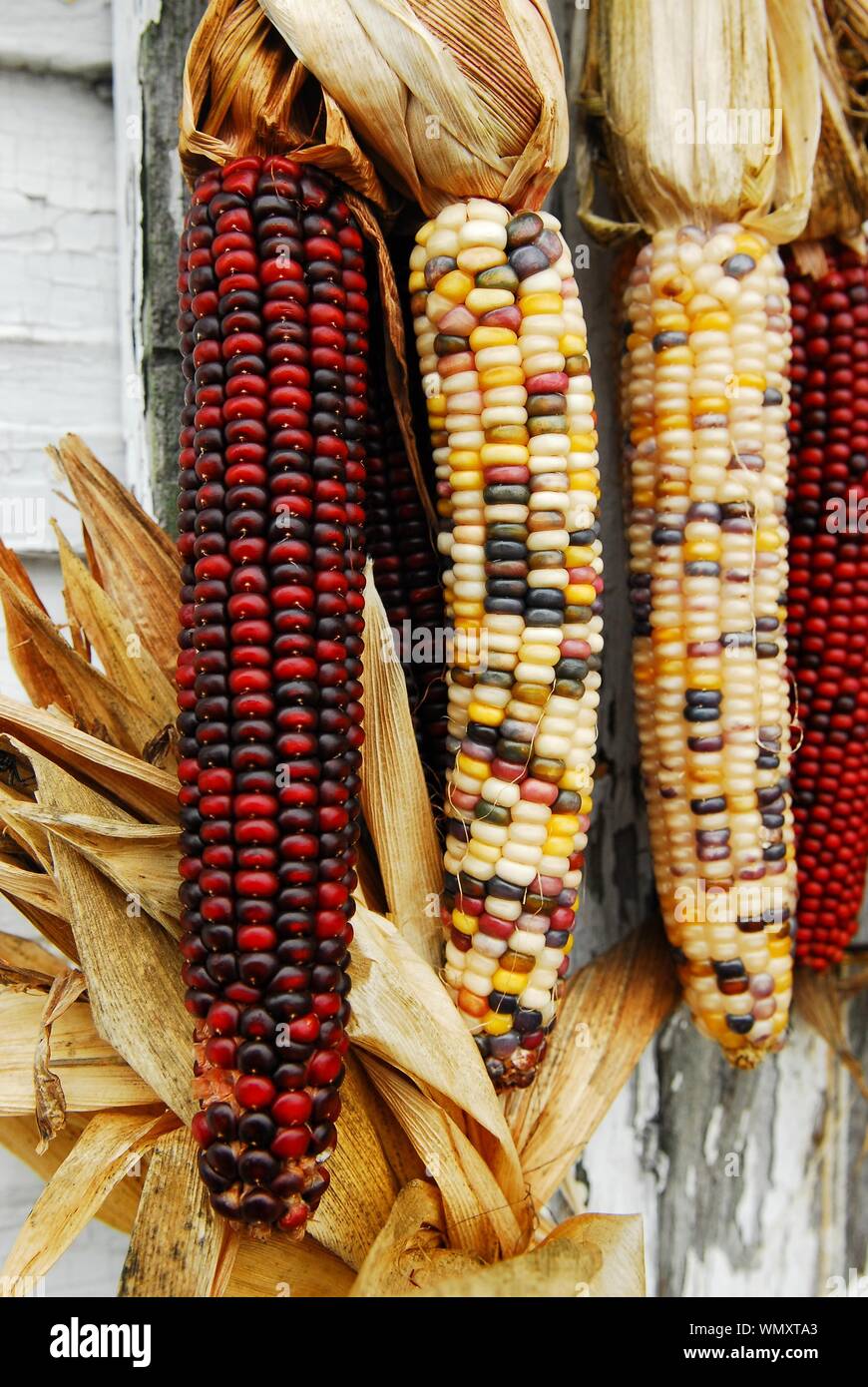 Close-up of multicolored Indian corn that has been harvested during the Autumn season Stock Photo