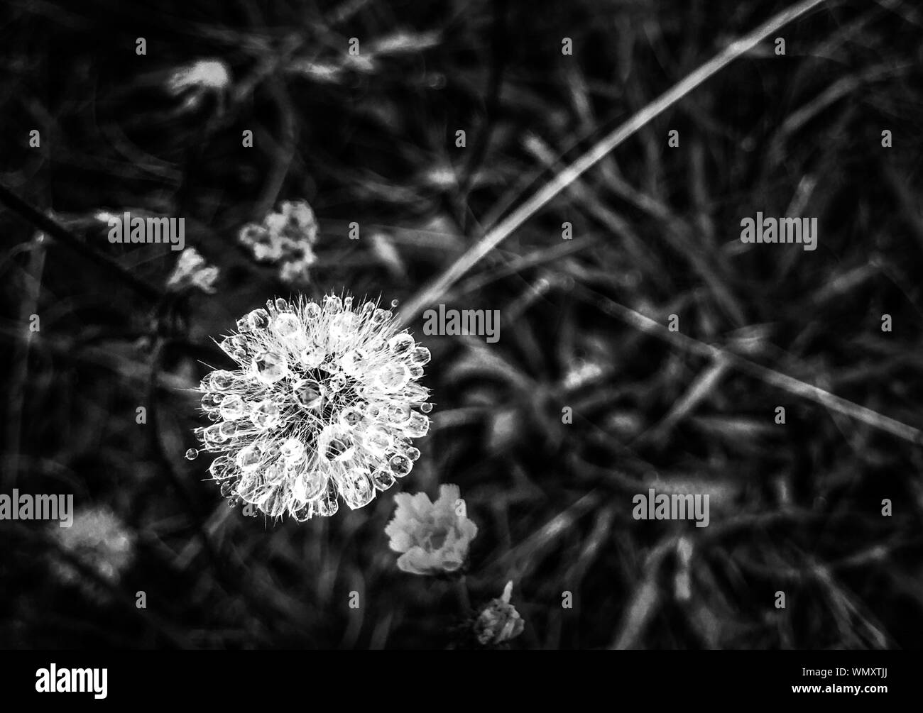 Glistening dew drops cover a dandelion seed head in the early morning light Stock Photo