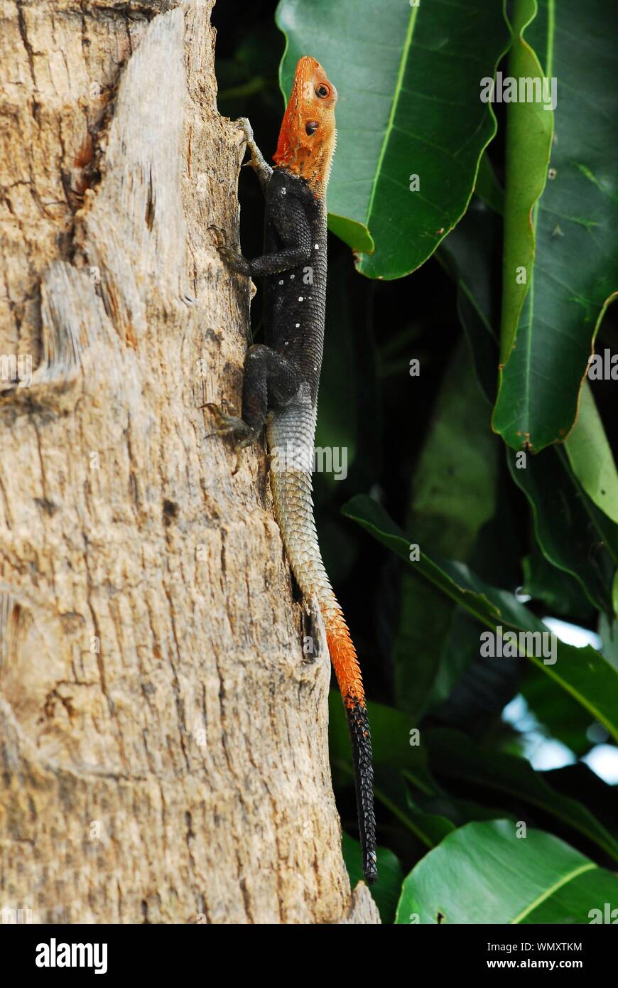 Close-up of a Red Headed Rock Agama on a palm tree in south Florida USA Stock Photo