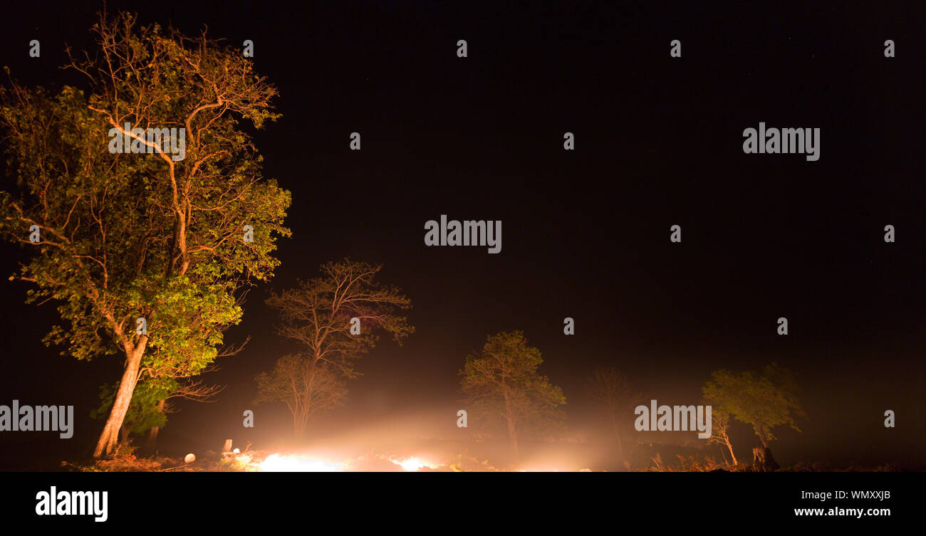 Night sky with tree hi-res stock photography and images - Alamy