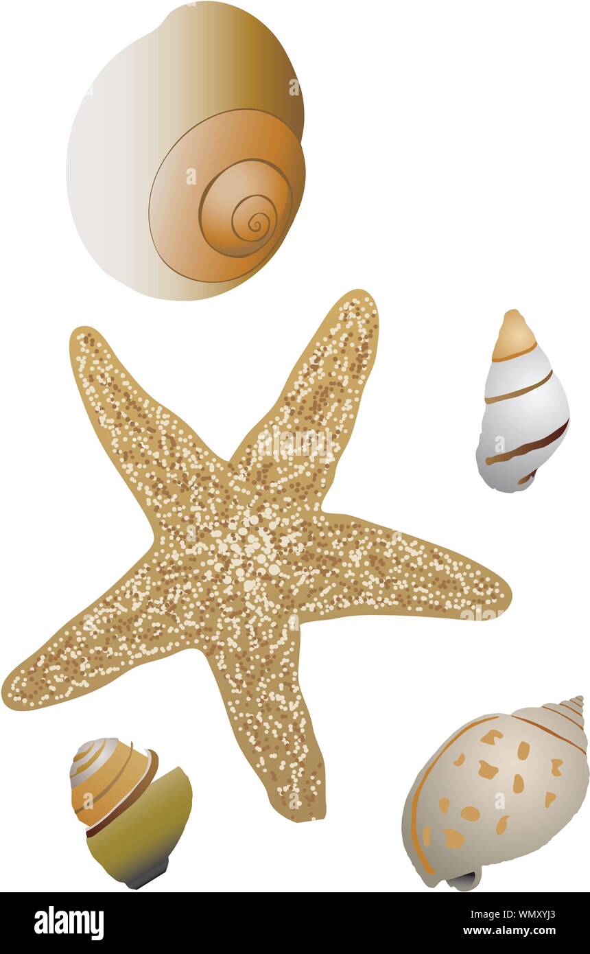 Shells and Starfish Stock Vector Image & Art - Alamy