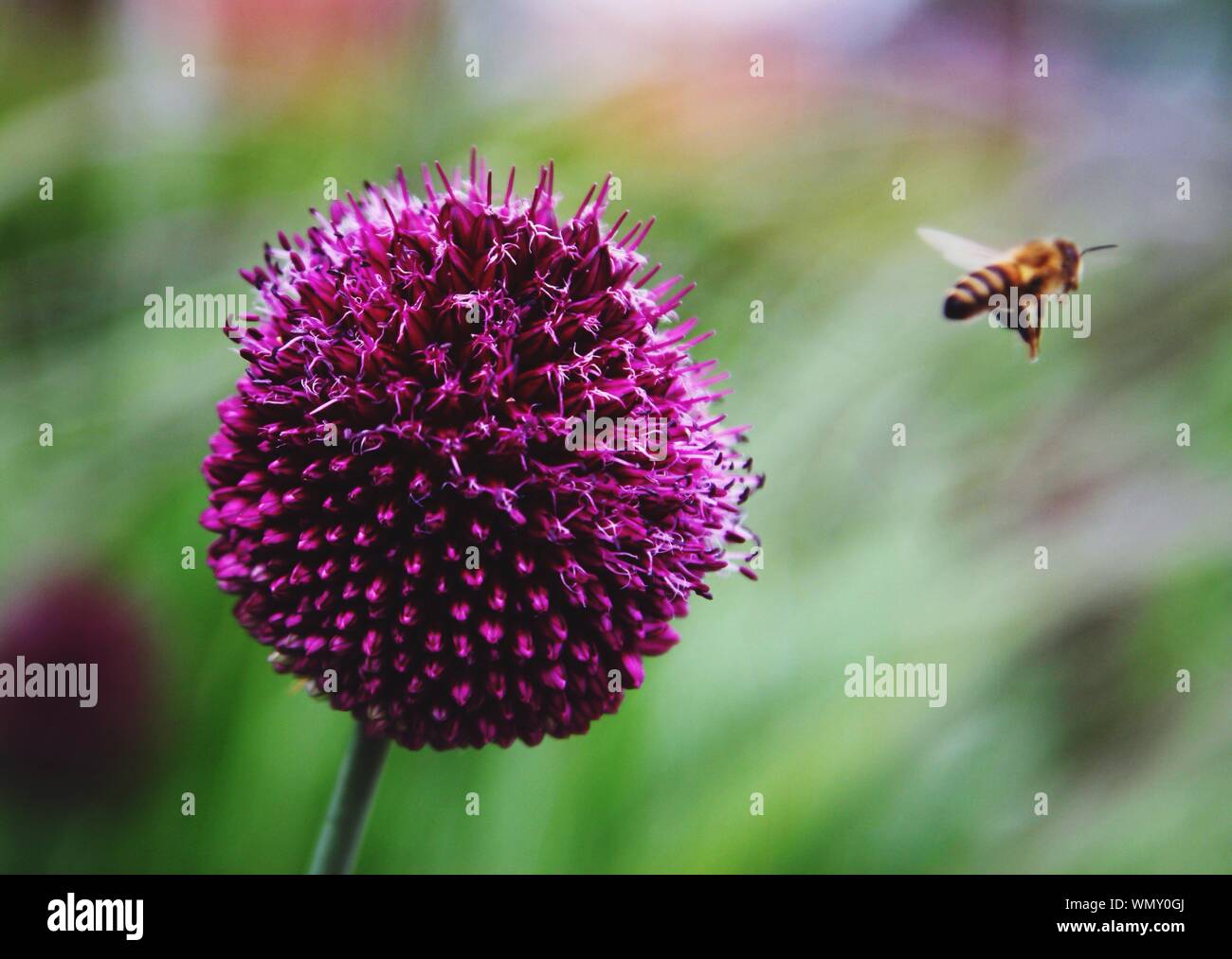 Bee flying away from flower hires stock photography and images Alamy
