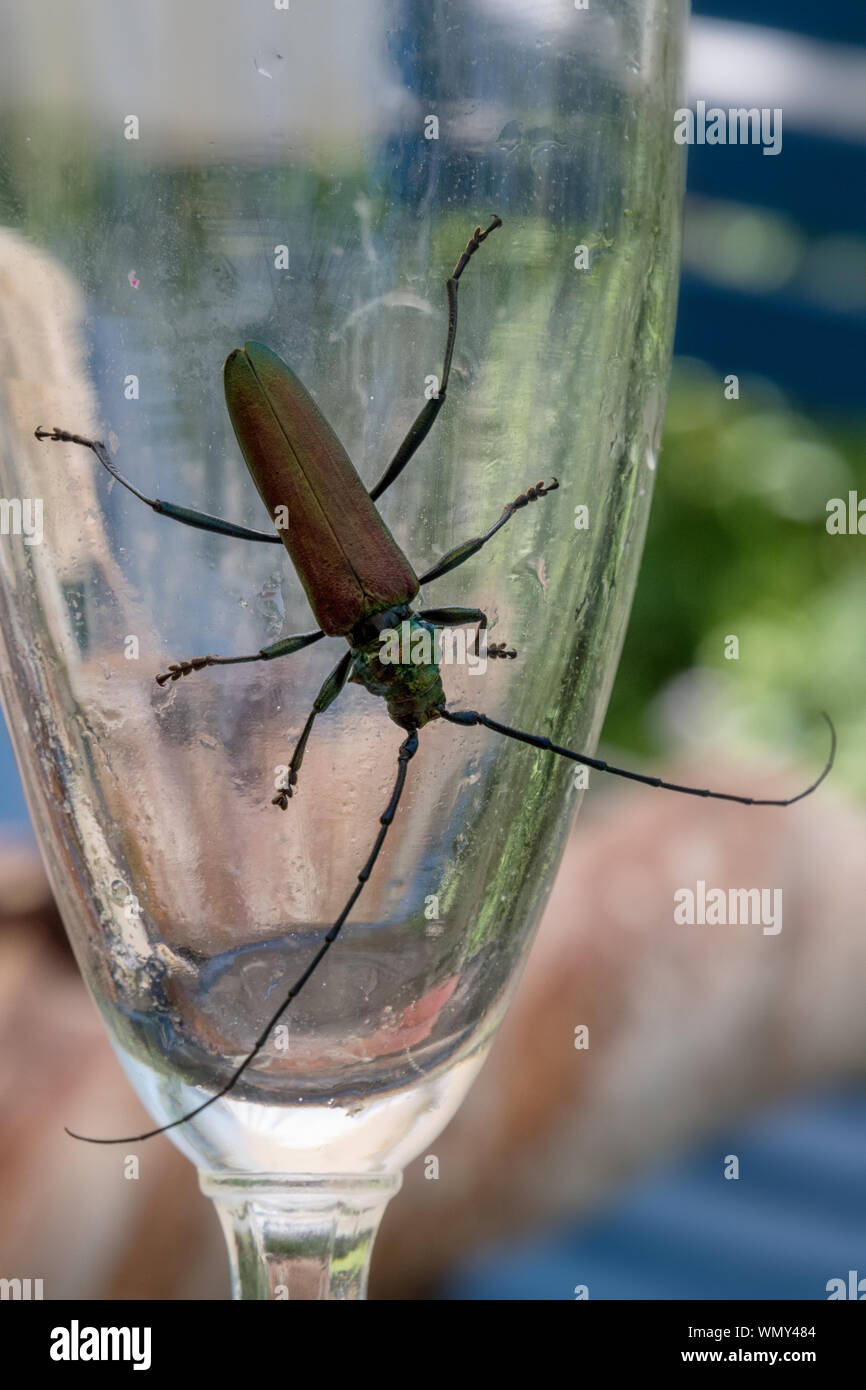 Musk beetle on a champaign glass Stock Photo