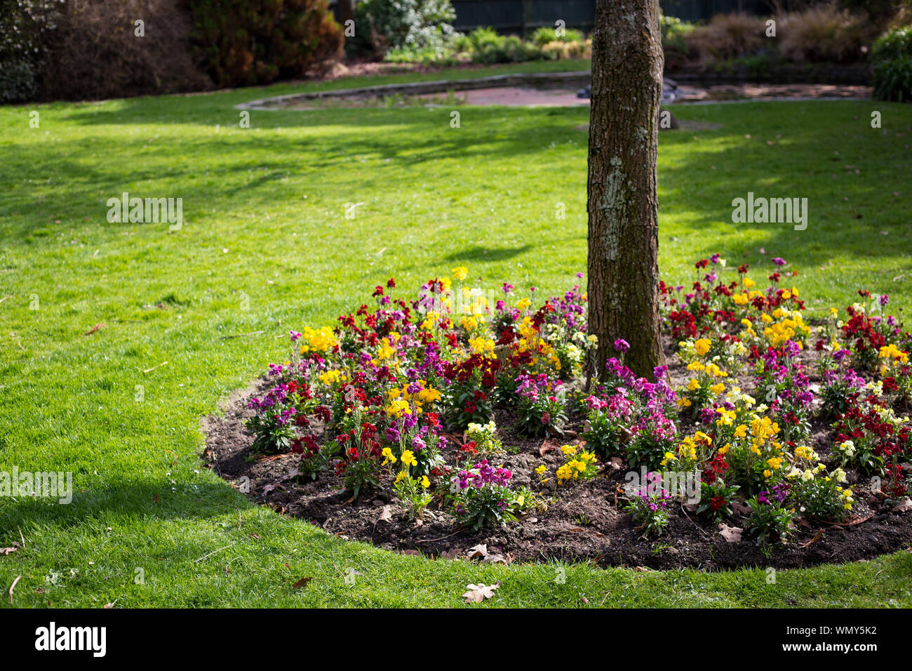 Pretty colorful and fragrant wallflowers growing at the base of trees in early spring, Edmonds Gardens, Christchurch, New Zealand Stock Photo