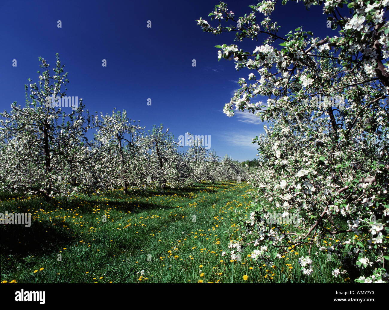 Spring apple orchard in Hollis, New Hampshire Stock Photo Alamy