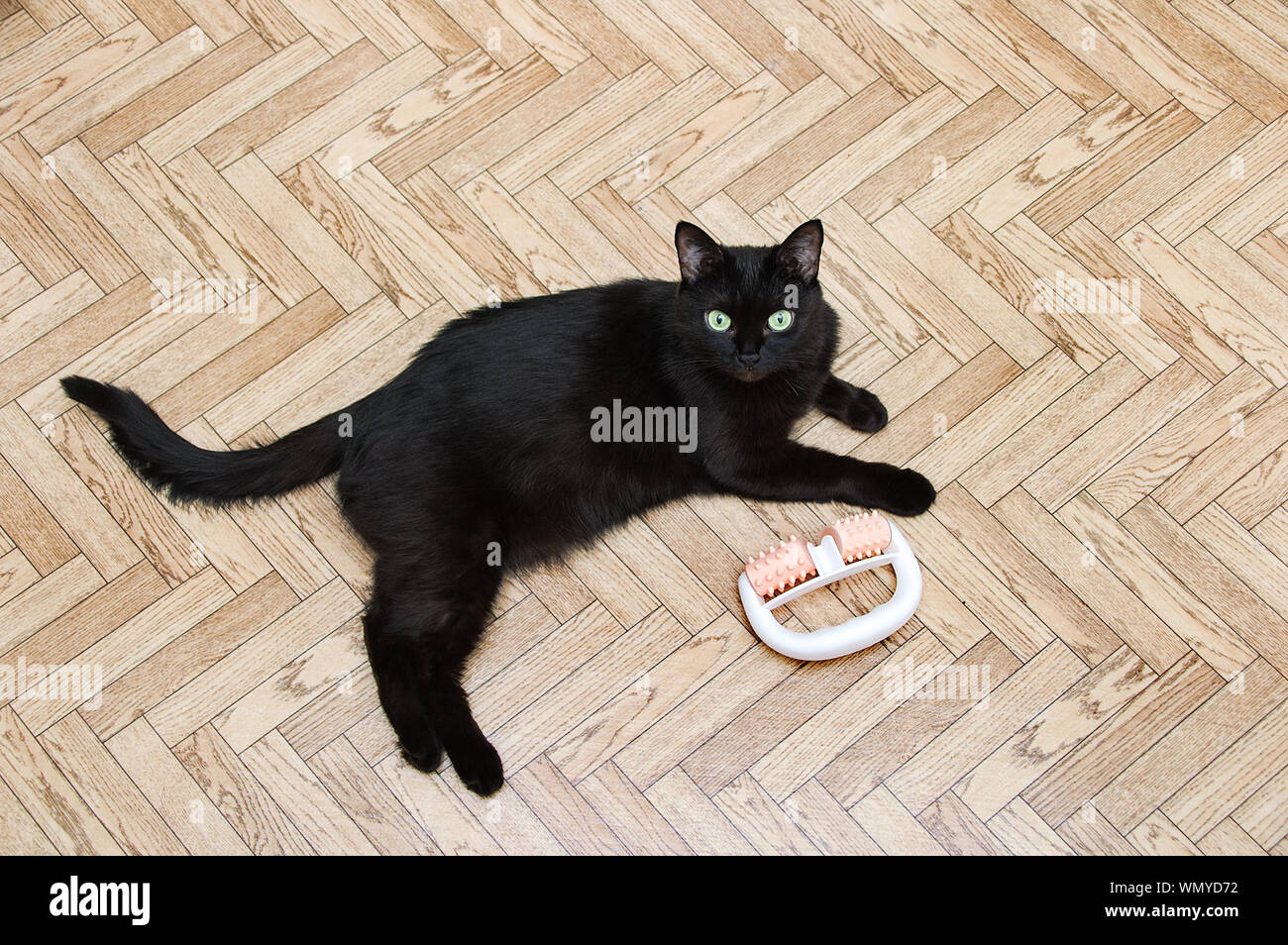 Black cat and a plastic roller massager lying on the floor. View from
