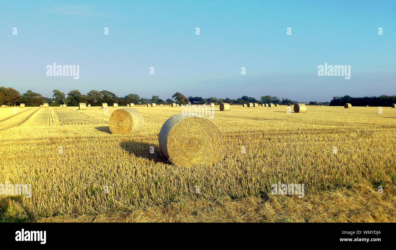 English summer view of field dotted with straw bales Stock Photo