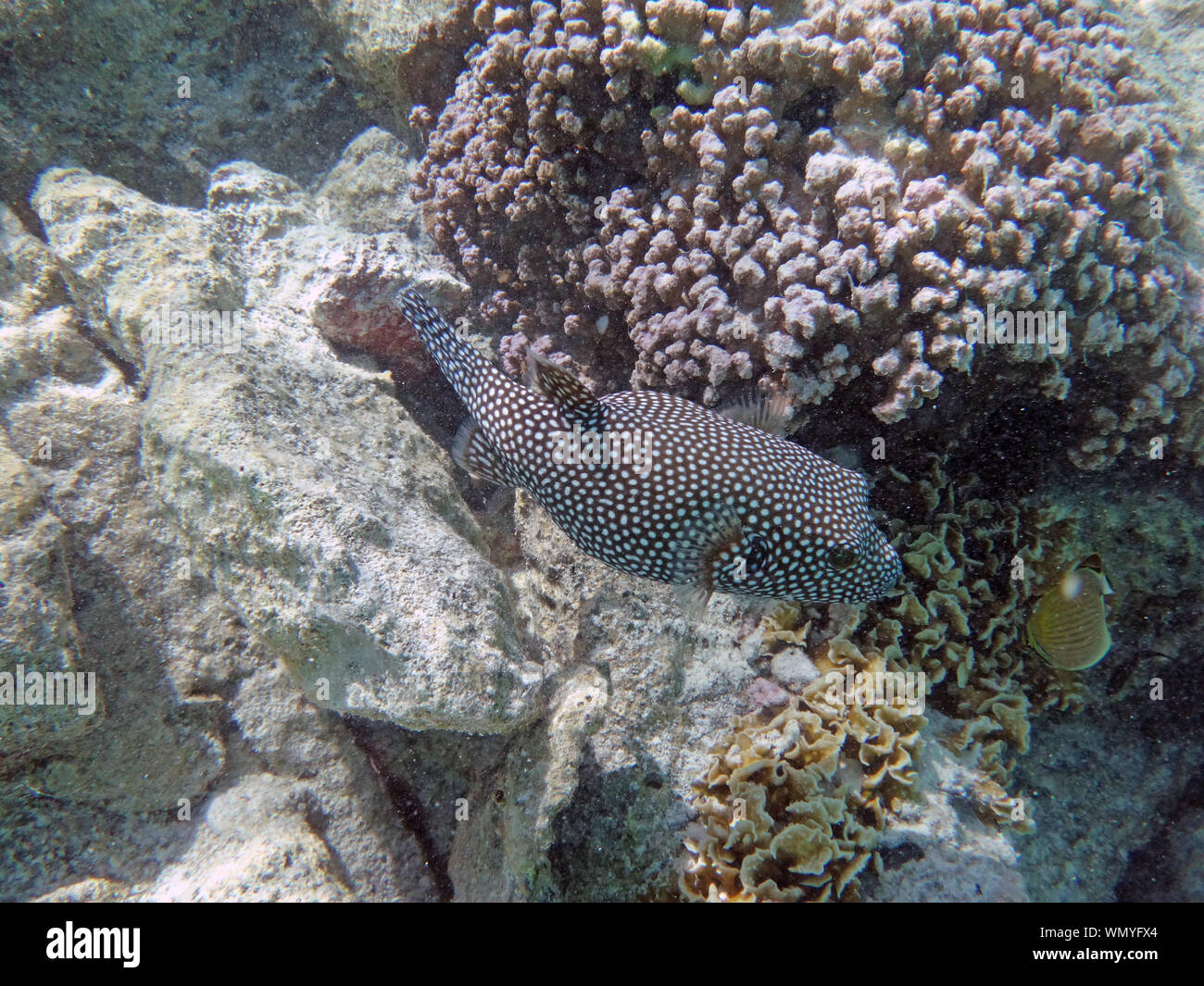 Underwater view of a Spotted Boxfish (Ostracion meleagris) in the Bora Bora lagoon, French Polynesia Stock Photo