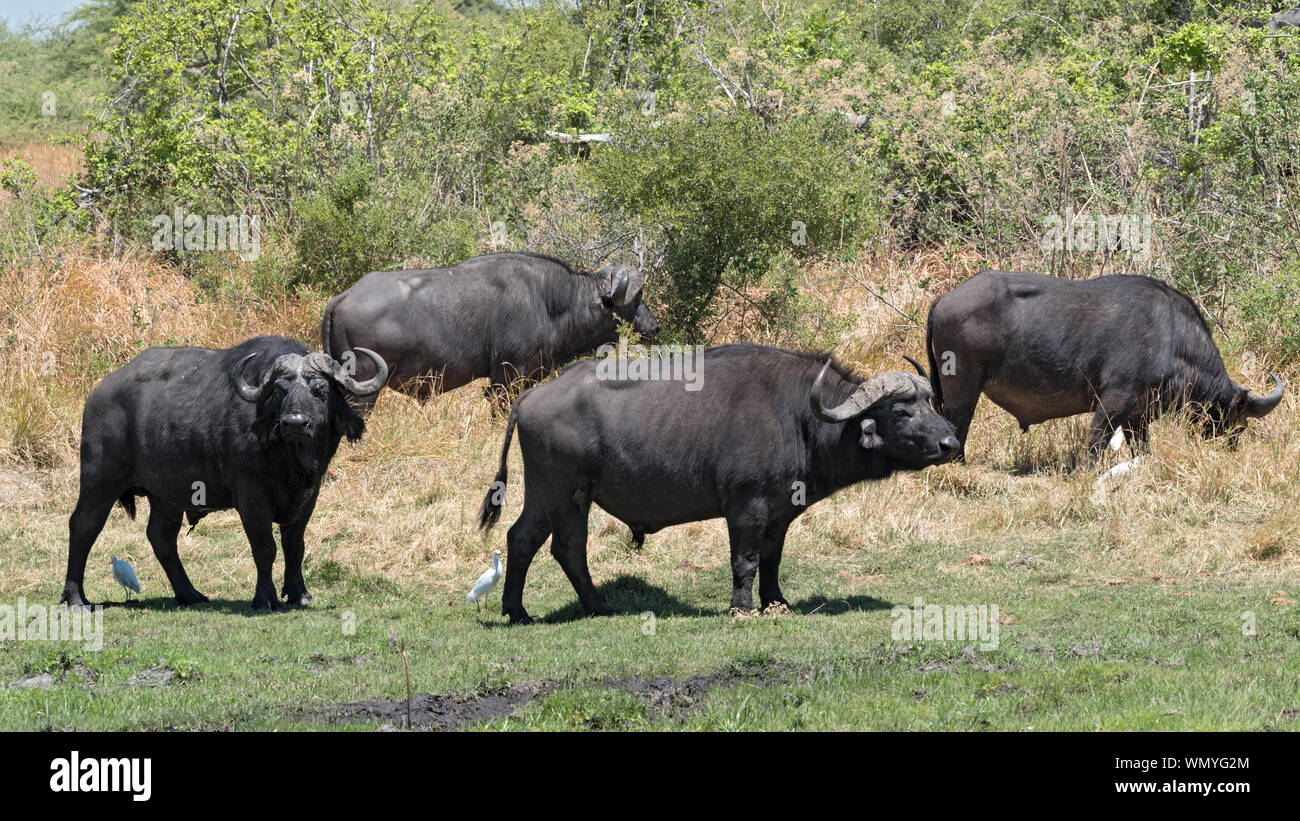 Water buffalo and Cattle egret in Moremi Park Botswana Stock Photo