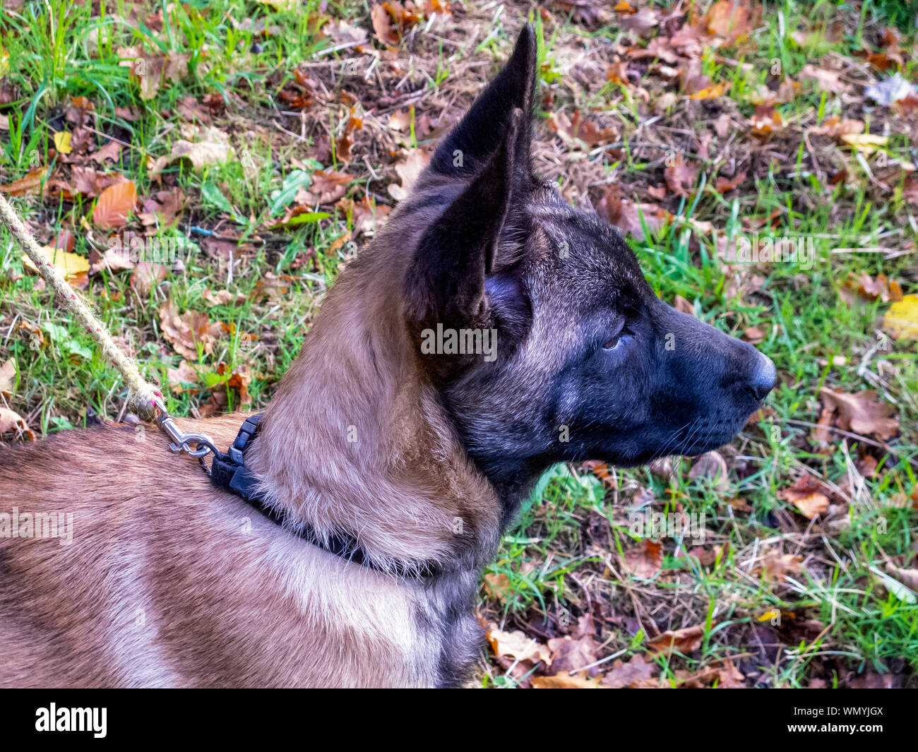 Malinois Shepherd Stock Photos Malinois Shepherd Stock - 