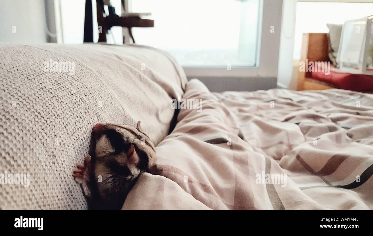 sugar glider bedding