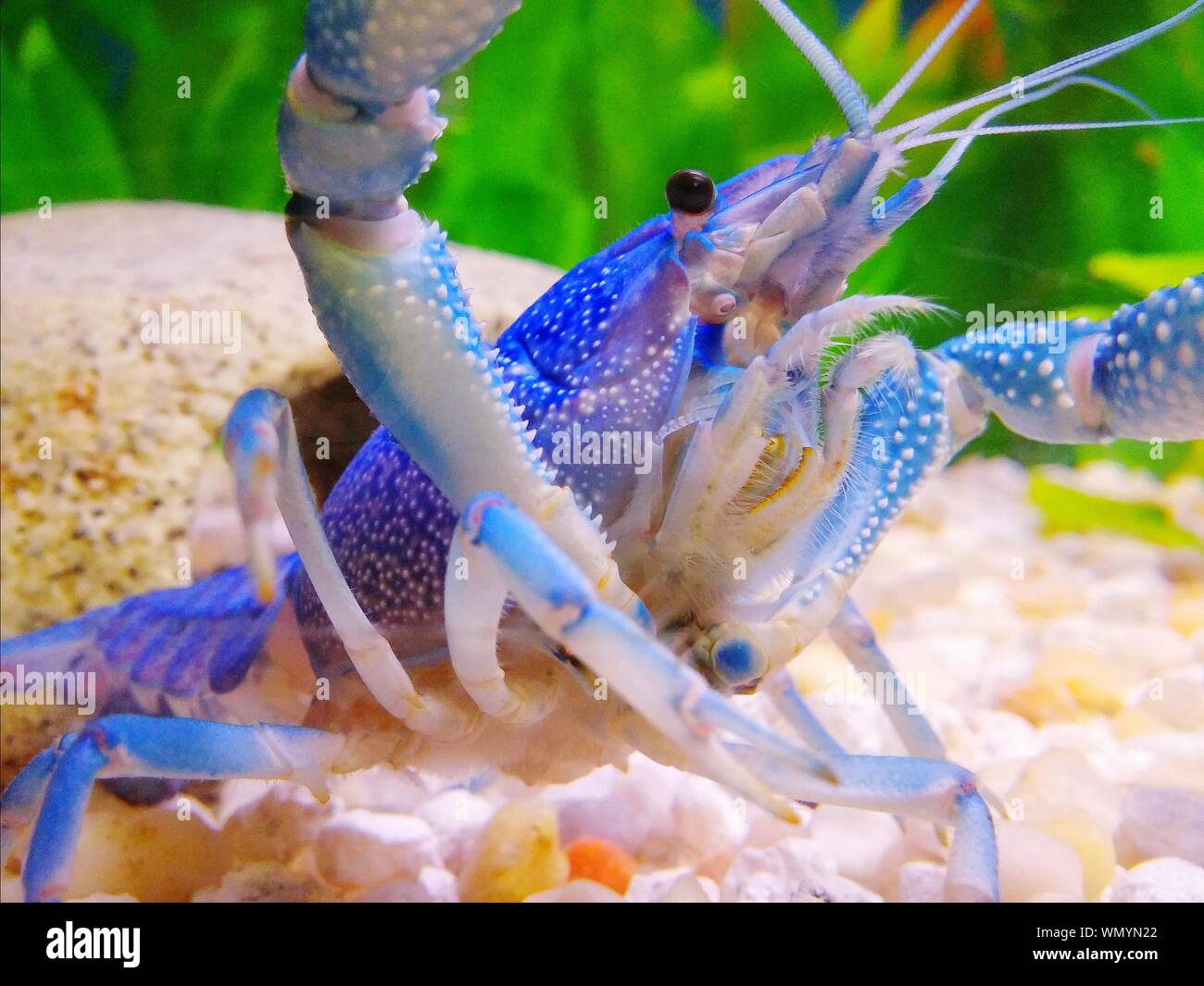 crayfish petsmart
