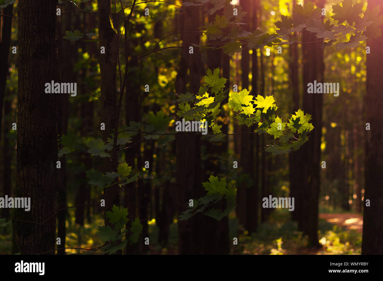 Forest yellow flowers hi-res stock photography and images - Alamy