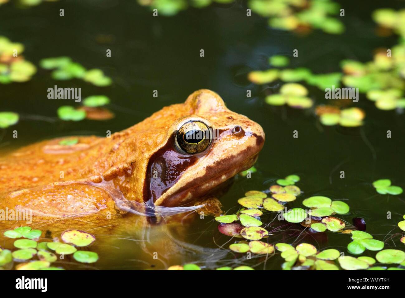 Common frog (Rana temporaria) with Duckweeds (Lemna), Baden-Wurttemberg, Germany Stock Photo
