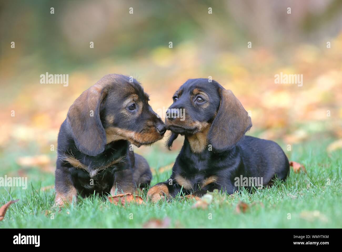 Wire-haired Dachshunds (Canis lupus familiaris) Puppies, 8 weeks, lying in meadow, Germany Stock Photo
