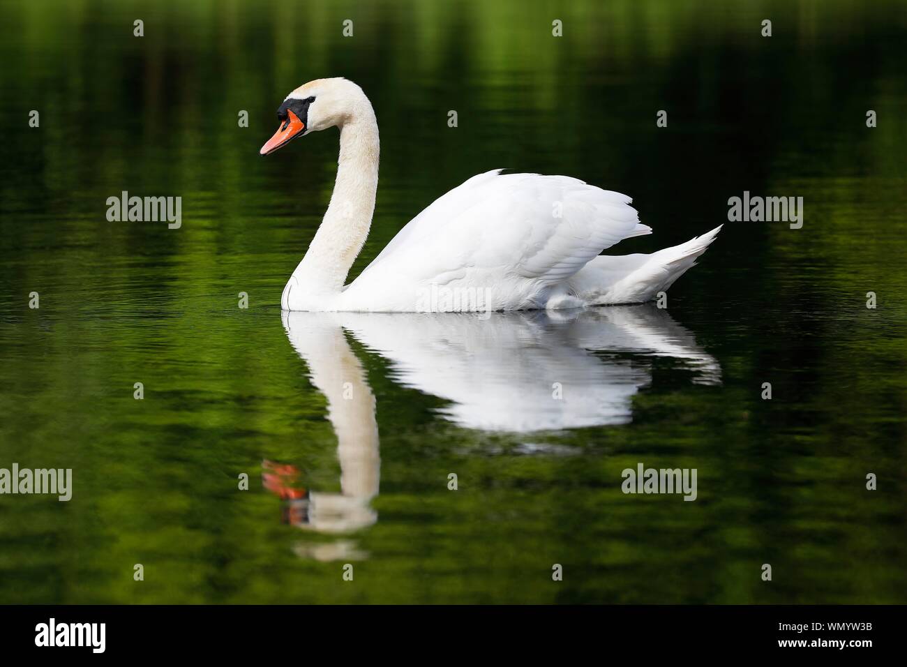 Mute swan (Cygnus olor) with mirror image in the water, Schleswig-Holstein, Germany Stock Photo