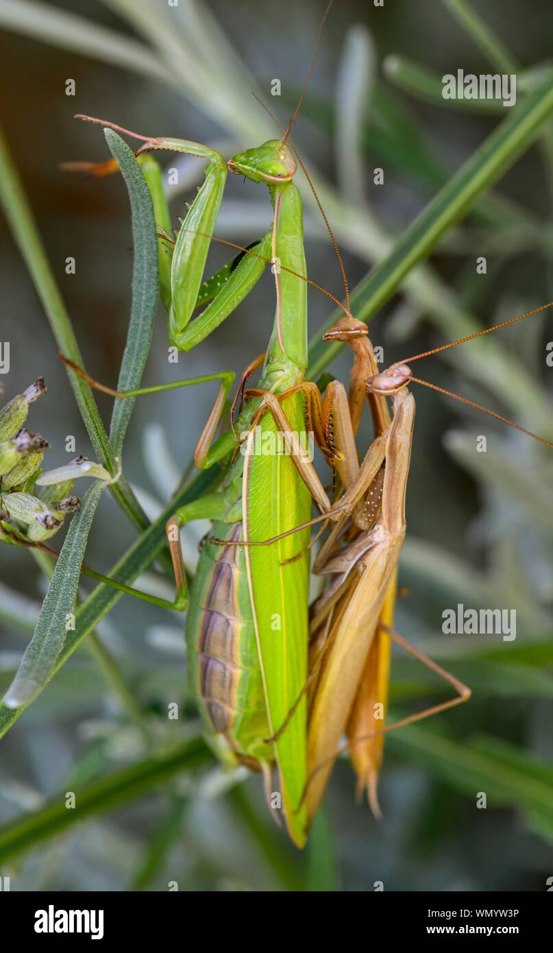 European mantis (Mantis religiosa), mating, two males cling to female, Austria Stock Photo